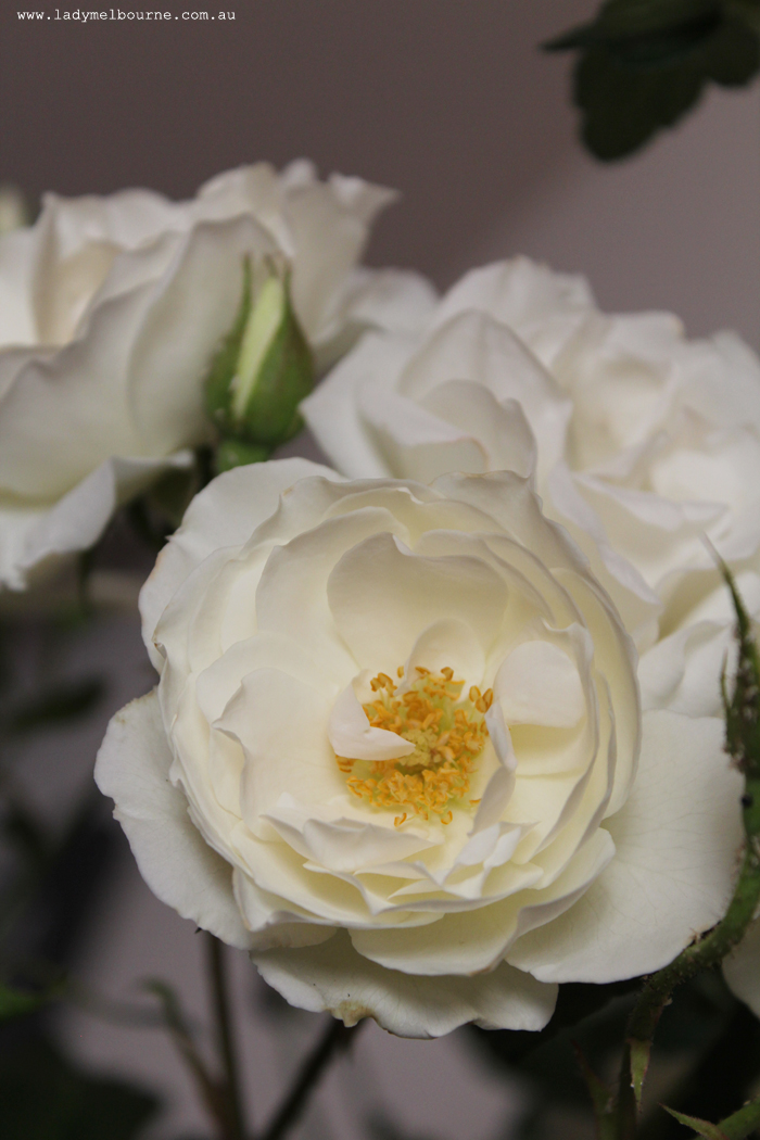 White roses