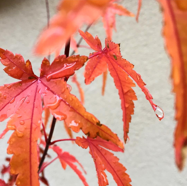 Japanese Mapel with rain drops | more on www.ladymelbourne.com.au