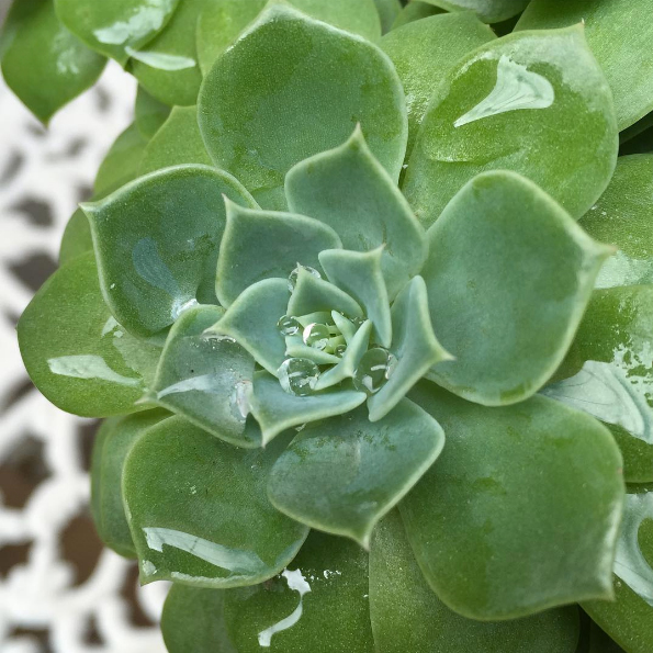 Succulent with rain drops | more on www.ladymelbourne.com.au