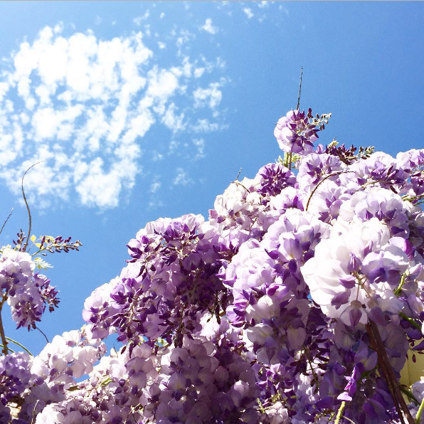 Wysteria with bright sunshine | more on www.ladymelbourne.com.au